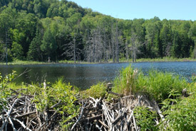 Alfred-Kelly Nature Reserve, QC (Photo by NCC) 