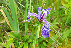 Iris, Lotbinière, Qc (Photo by NCC)