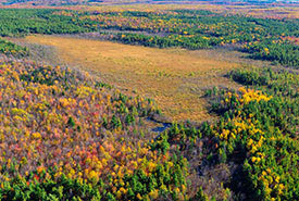 Covey Hill peatland (Photo by Mark Tomalty)