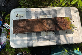 Échantillon de tourbe (Photo de Roxanne Comtois, accompagnatrice sur le terrain, UQAM)