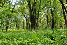 Silver maple stands, Grondines (Photo by NCC)