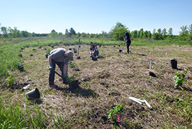 Tree-planting volunteer work at the Grondines swamp (Photo by NCC)