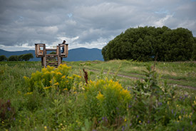 Upper marsh viewing platform, QC (Photo by DanielTphoto)