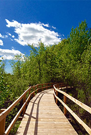 Tourbière-de-Venise-Ouest Nature Reserve, Quebec (Photo by NCC)