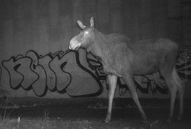 Moose, Ivry Wildlife Crossing, QC (Photo taken by surveillance cameras)