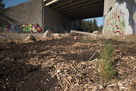 Wildlife crossing, Ivry-sur-le-Lac, QC (Photo by NCC)