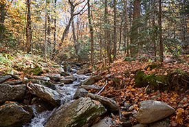 A stream running through the Green Mountains Nature Reserve (Photo by Martin Beaulieu)