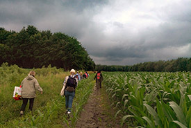 Volunteers walking through a corn field (Photo by NCC)