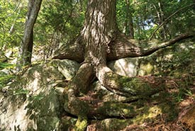 Les liens qui unissent les éléments de la nature sont visibles sur cette photo d’un arbre, d’une roche et du ciel de Kenauk, au Québec (Photo de Guillaume Simoneau)