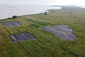 Bâches recouvrant les colonies de phragmite dans le haut marais de l’île aux Grues (Photo de DanielTphoto)