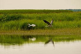 Herons, St. Lawrence River, QC (Photo by Age of Union/Emma Dora Silverstone-Segal)