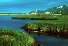 Marais sud du barachois de Malbaie (Photo by NCC)