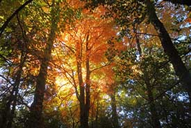 Forêt à Huntingdon, QC (Photo de John Ryan)