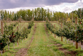 Orchard at Crossmount Cider (Photo by Crossmount Cider Company)