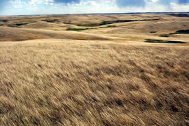 Buffalo Valley, SK (Photo by NCC)