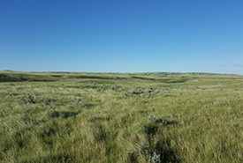 Native grassland (Photo by Sarah Ludlow/NCC staff) 