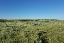 Native grassland (Photo by Sarah Ludlow/NCC staff)