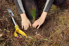 Tree Planting at Meeting Lake 03 (Photo by NCC)