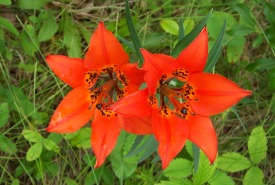 Western Red Lily at Ivey Property, SK (Photo by Desiree Idt)