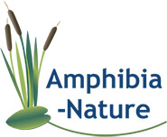 Amphibia Nature