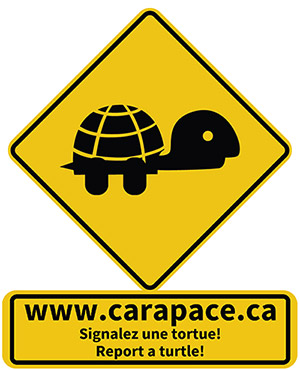 Carapace logo