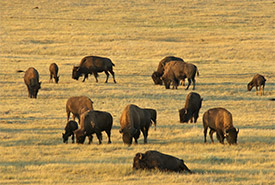Plains bison, Old Man on His Back Prairie and Heritage Conservation Area, SK (Photo by NCC)
