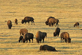 Plains bison, Old Man on His Back Prairie and Heritage Conservation Area, SK (Photo by NCC) 