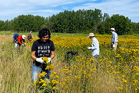 Volunteers weeding at Golden Ranches (Photo by NCC)
