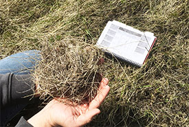 Grass litter measured during a range health assessment (Photo by Lee Moltzahn / NCC Staff)