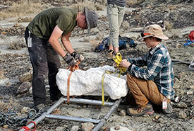 A large fossil is prepared for extraction (Photo courtesy François Therrien)