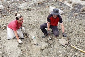 Fossils are excavated at Horseshoe Canyon (Courtesy François Therrien)