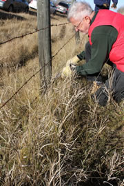 Werner Groeschel removing the bottom barbed wire fence to allow better passage for wildlife (Photo by Natalie Trofimencoff)