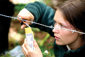 Research scientist Megan Adams gathers a bear hair sample (Photo by Dave Humphries)