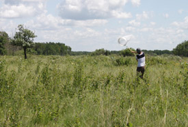 Carly Dow chasing skipperlings, Manitoba (Photo by NCC)