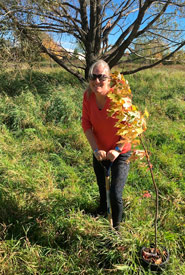 Catherine McKenna plantant un arbre (Photo d'Environnement et Changement climatique Canada)