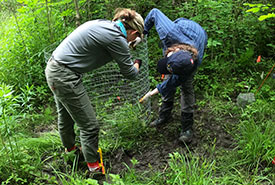 NCC staff member Rebecca Reimer and University of Lethbridge field assistant Kirsty McFadyen erect fencing around newly planted wood-poppy seedlings (Photo by Jenny McCune)