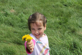 Maria Olkinitskaya picking dandelions at Baie Verte CV event, NB (Photo by NCC)