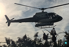 Hélicoptère survolant du roseau commun envahissant, Long Point, Ont. (Photo de CNC)