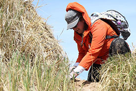 Plants from Great Marram Grass Plug Plant CV event on PEI (Photo by Mike Dembeck)