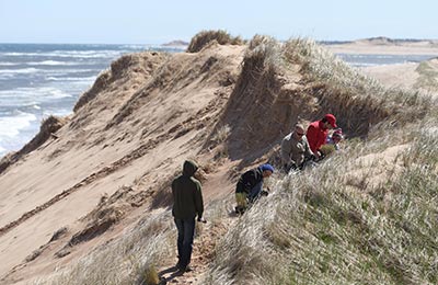 Marram Grass plug planting CV event on PEI (Photo by Mike Dembeck)