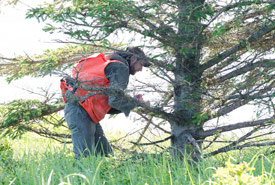 Josh Noseworthy takes a core sample from a spruce tree on Governor's Island, one of several properties acquired and afforded protection on PEI through the efforts of NCC (Photo by Sean Landsman)