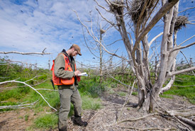 Josh Noseworthy enregistre des données sur un site de nidification du cormoran à aigrettes. Les déjections très acides des cormorans ont eu raison d’un grand nombre de conifères de Governor's Island, mais ces derniers fournissent toujours un habitat de nidification pour les cormorans ainsi que les hérons. (Photo de Sean Landsman).