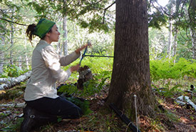 Tree coring at Kenauk (Photo by NCC)