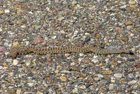 A prairie rattlesnake neonate attempts to cross the road, a potentially deadly endeavour. (Photo by NCC)