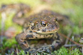 Adult western toad (Photo by Isabelle Groc)