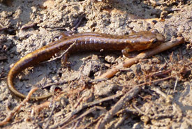 Allegheny mountain dusky salamander (Photo by Chia AKA Cory-Chiappone (CC-BY-NC))