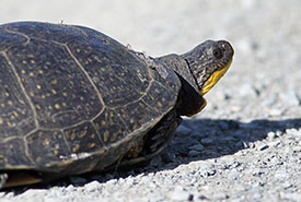 Blanding's turtle at Emma Young Property, Frontenac Arch, ON (Photo by Mike Dembeck)