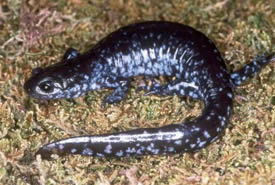 Blue-spotted salamander (Photo by John Mitchell, Figment Films)