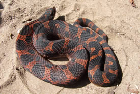 Eastern hog-nosed snake (Photo by Mary Gartshore)
