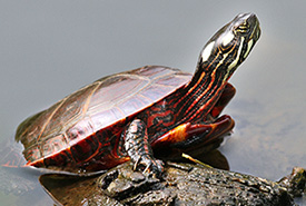 Eastern painted turtle (Photo by Greg Schechter)